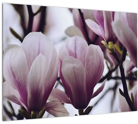 Tablou pe sticlă - Magnolie (70x50 cm)