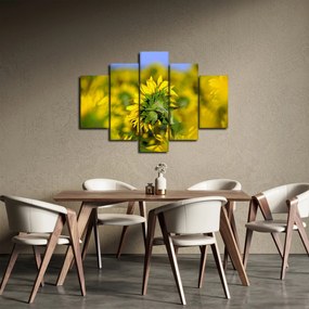 Tablou cu floarea soarelui (150x105 cm)