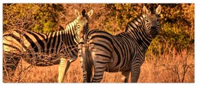 Tablou cu zebre (120x50 cm)