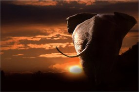 Tablou cu elefant (90x60 cm)
