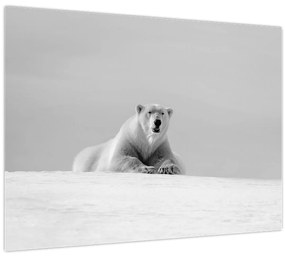 Tablou pe sticlă - Ursul polar (70x50 cm)