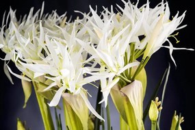 Aranjament floral, decor festiv, design LUX SPIDERLILLY, 50x100cm