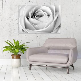 Tablou - Detailu de floare de trandafir (90x60 cm)