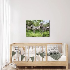 Tablou cu zebre (70x50 cm)