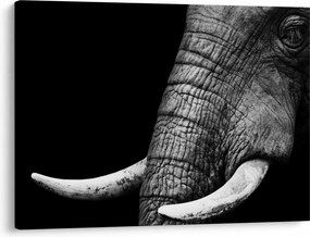 Tablou - Colți de elefant (70x50 cm)