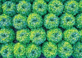 Fototapet - Salată (152,5x104 cm), în 8 de alte dimensiuni noi