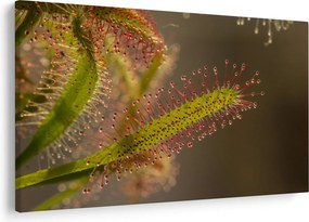 Tablou cu plantă (90x60 cm)
