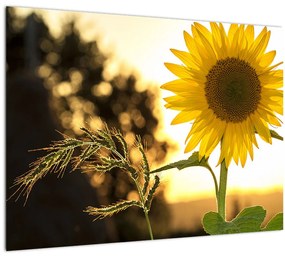 Tablou pe sticlă cu floarea soarelui (70x50 cm)