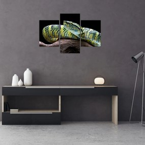 Tablou - Șarpele cu clopoței al lui Wagler (90x60 cm)