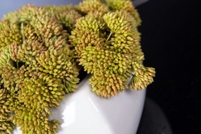 Aranjament floral mic decor festiv design LUX SEDUM PLANT
