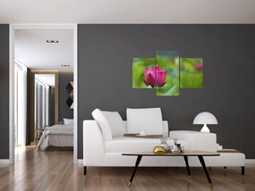 Tablou - floare de apă (90x60 cm)