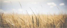 Tablou cu grâne (120x50 cm)