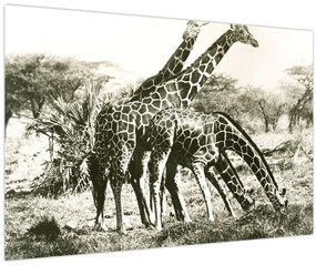 Tablou - Girafe, de epocă (90x60 cm)