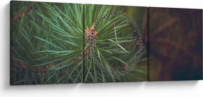 Tablou - Pin (cu ceas) (90x30 cm)