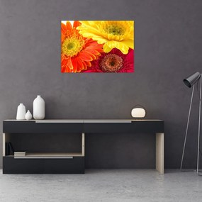 Tablou - Flori Gerbery (70x50 cm)