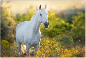 Tablou - Cal alb în poină (90x60 cm)
