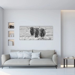 Tablou - Vaci scoțiene,alb-negru (120x50 cm)