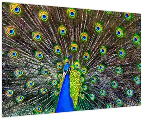 Tablou - Păun (90x60 cm)