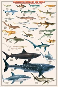 Poster Dangerous Sharks