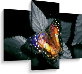 Tablou cu fluture (90x60 cm)