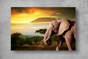 Tapet Premium Canvas - Elefant la apus