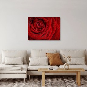 Tablou - detaliu de trandafir (70x50 cm)