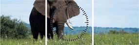 Tablou cu elefant (cu ceas) (90x30 cm)