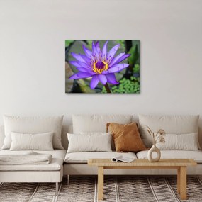 Tablou - Floare violet (70x50 cm)