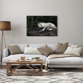 Tablou - Tigru alb (90x60 cm)