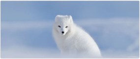 Tablou - Vulpe polară (120x50 cm)