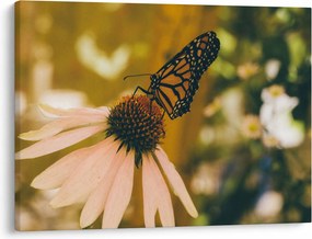 Tablou cu fluture pe floare (70x50 cm)