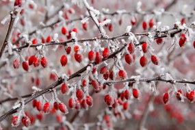 Fotografie branches of bush with red berries, Jana Milin