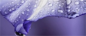 Tablou - Petală cu picături (120x50 cm)