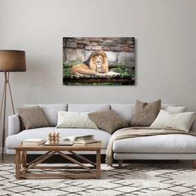 Tablou cu leu (90x60 cm)