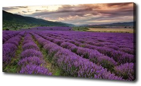 Tablou pe pânză Câmp de lavandă