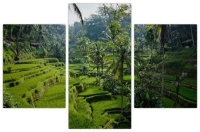 Tablou cu terasele cu orez Tegalalang, Bali (90x60 cm)