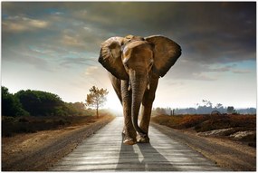 Tablou cu elefant (90x60 cm)