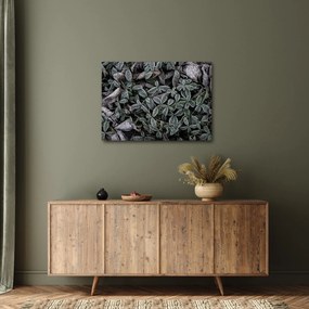 Tablou - Plante înghețate (70x50 cm)