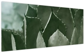 Tablou - Agave verde (120x50 cm)