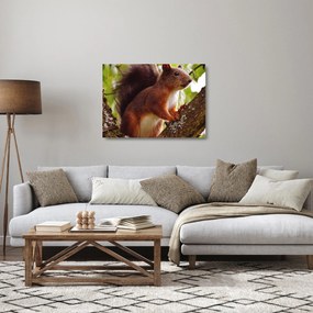 Tablou pe sticlă cu veverița (70x50 cm)