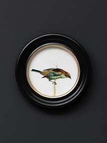 Set 3 tablouri, Colored Birds