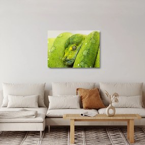 Tablou pe sticlă cu șarpe (70x50 cm)