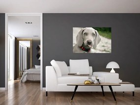 Tablou - cățeluș weimaraner (90x60 cm)