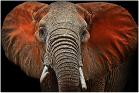 Tablou - Elefanți cu Tsavo (90x60 cm)