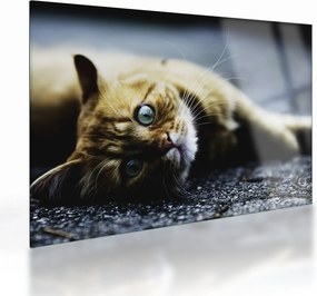 Tablou pe sticlă cu pisica (70x50 cm)