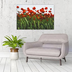 Tablou - Maci în vânt (90x60 cm)