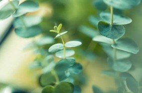 Fotografie Eucalyptus, Cyrielle Beaubois