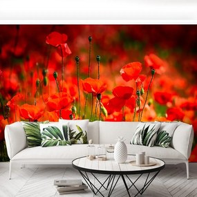Fototapet maci Meadow
