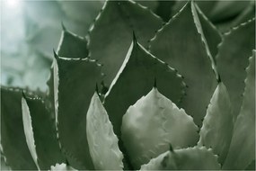 Tablou - Agave verde (90x60 cm)
