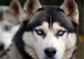 Tablou pe sticlă cu câinele husky (70x50 cm)